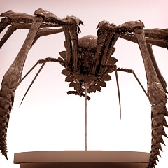 Armor Spider's Trophy